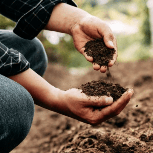 What Do Apple Trees Actually Need from Fertilizer?