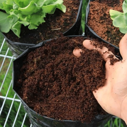 Understanding What Vegetables Actually Need