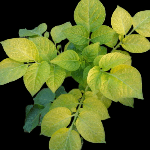 Why Fruit Trees Show Nutrient Deficiencies