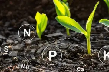 what fertilizer is high in phosphorus